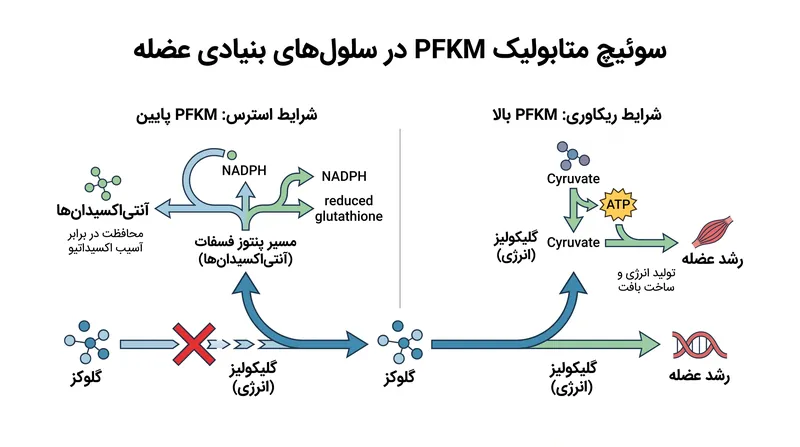 هنگامی که سطح PFKM پایین است، گلوکز به جای تولید انرژی، برای تولید آنتی‌اکسیدان‌های محافظتی تغییر مسیر داده می‌شود.