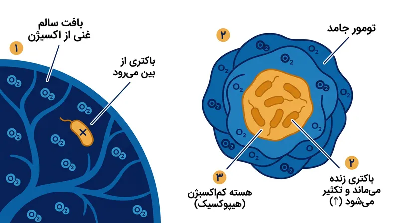از آنجایی که باکتری‌ها نمی‌توانند در اکسیژن زنده بمانند، به طور طبیعی تنها در هسته کم‌اکسیژن تومور تجمع می‌یابند.