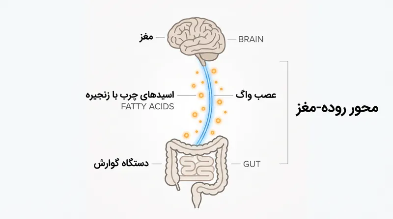 محور روده-مغز به متابولیت‌های میکروبی اجازه می‌دهد تا مستقیماً بر سیستم عصبی مرکزی تأثیر بگذارند.
