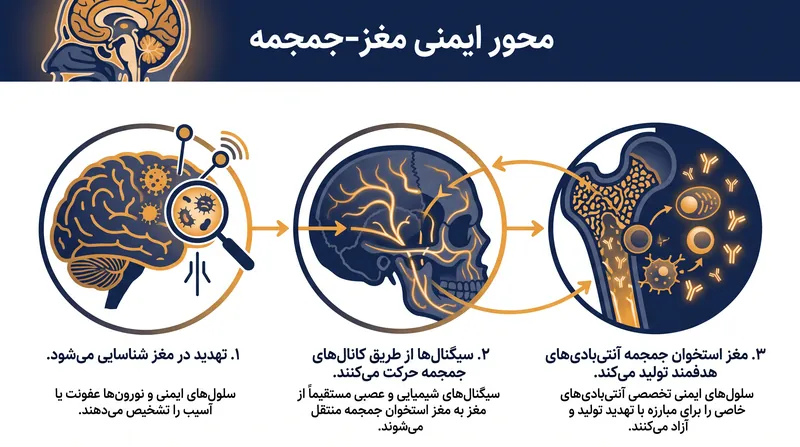 نحوه هماهنگی مراکز ایمنی تازه کشف شده در دفاع از مغز.