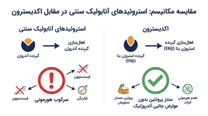 برخلاف استروئیدهای سنتی، اکدیسترون سنتز پروتئین را بدون اتصال به گیرنده‌های آندروژن تحریک می‌کند.