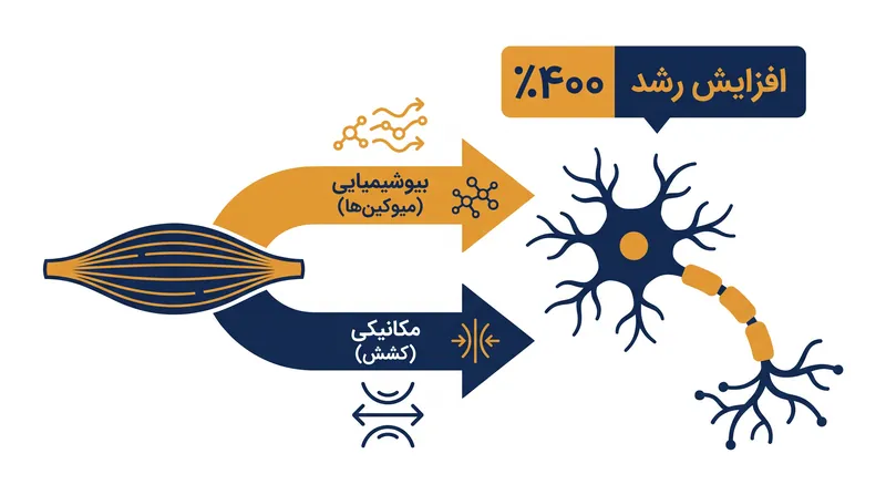 محققان ام‌آی‌تی دریافتند که هم سیگنال‌های شیمیایی و هم کشش فیزیکی ناشی از ورزش، به طور مستقل رشد نورون‌های حرکتی را چهار برابر می‌کنند.
