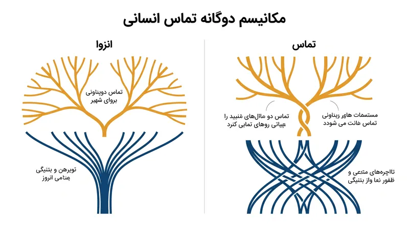 تماس انسانی به عنوان یک مخلوط‌کن بیولوژیکی اما یک صاف‌کننده فرهنگی عمل می‌کند و ژن‌ها و زبان‌ها را در جهت‌های متضاد سوق می‌دهد.