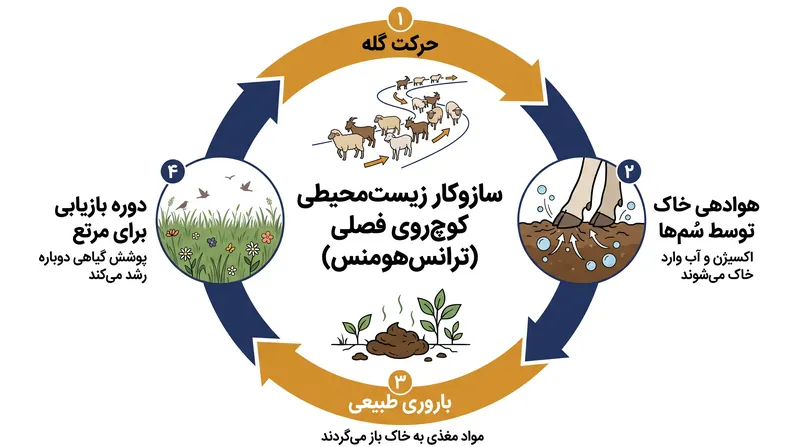 چگونه حرکت مداوم گله‌ها به احیای مناظر خشک کمک می‌کند.