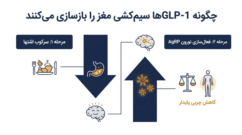 درمان‌های GLP-1 برای دستیابی به نتایج پایدار از یک مکانیسم دوگانه استفاده می‌کنند.