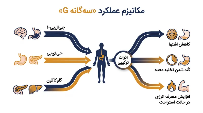 برخلاف داروهای آگونیست دوگانه فعلی، رتاتروتاید سه گیرنده هورمونی مجزا را هدف قرار می‌دهد تا تأثیر متابولیک را به حداکثر برساند.