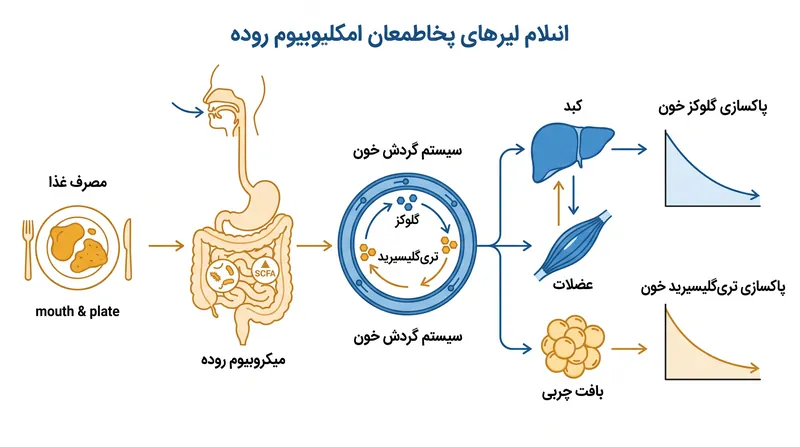 حالت پس از غذا تعیین می‌کند که بدن با چه کارایی قندها و چربی‌ها را از جریان خون پاکسازی می‌کند.