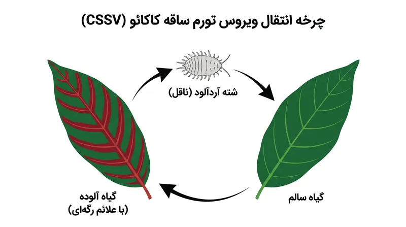 ویروس تورم ساقه کاکائو توسط شته‌های آردآلود منتقل می‌شود و باعث کاهش شدید محصول و مرگ درخت در سراسر غرب آفریقا می‌گردد.