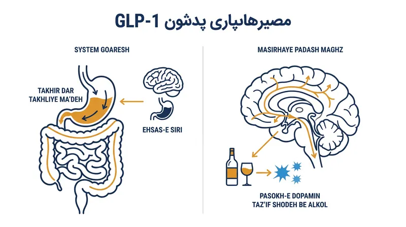 چگونه داروهای GLP-1 بر معده و مراکز پاداش مغز تأثیر می‌گذارند.