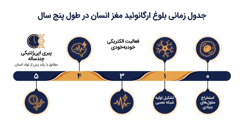 ارگانوئیدها یک حافظه بیولوژیکی از خود نشان دادند و در توالی‌ای بالغ شدند که به دقت رشد مغز انسان پس از تولد را منعکس می‌کند.