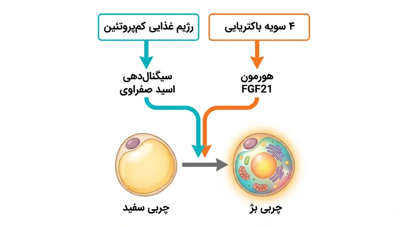 میکروبیوم روده به عنوان یک تیم رله عمل می‌کند و دو سیگنال همزمان برای فعال کردن تبدیل چربی بژ ارسال می‌کند.