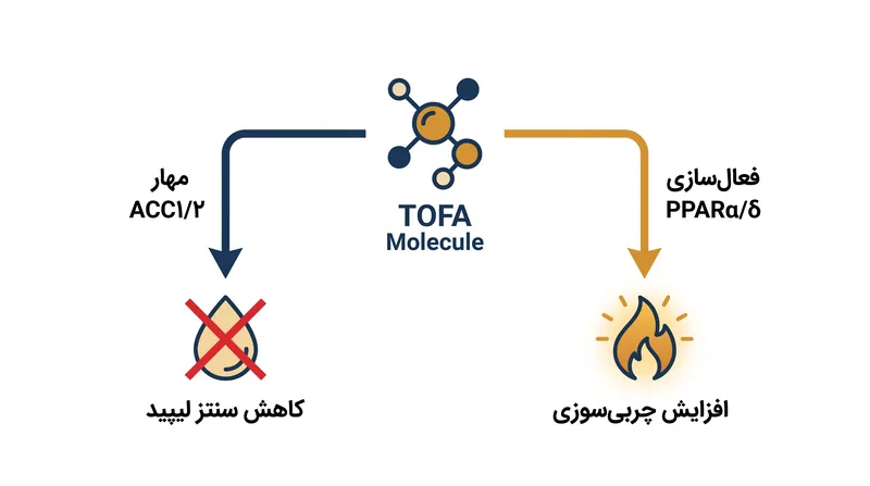 TOFA از طریق یک مکانیسم دوگانه عمل می‌کند: جلوگیری از تولید چربی‌های جدید در حالی که مسیرهای ژنتیکی سوزاندن چربی موجود را فعال می‌کند.
