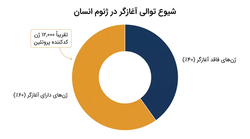 الگوی توالی تازه رمزگشایی شده، فعال‌سازی تقریباً ۶۰ درصد از ژن‌های انسان را کنترل می‌کند.