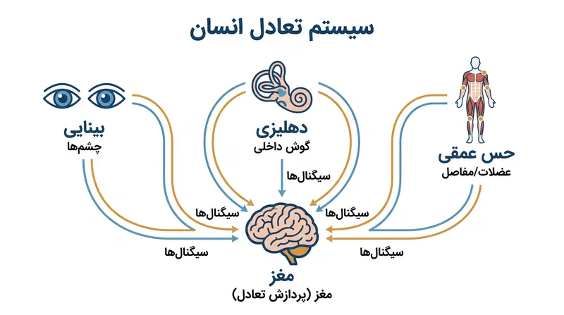 تعادل نیازمند ادغام بی‌نقص سیستم‌های بینایی، دهلیزی و حس عمقی است.