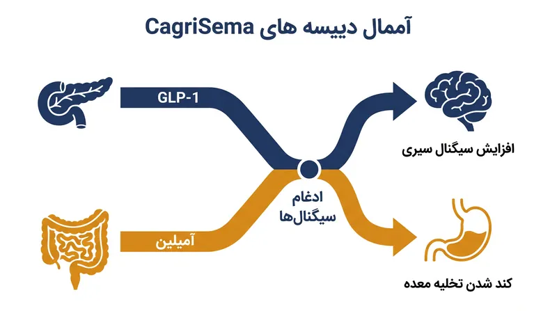 با هدف قرار دادن همزمان گیرنده‌های GLP-1 و آمیلین، «کاگری‌سما» از طریق دو مکانیسم بیولوژیکی متمایز، اشتها را سرکوب می‌کند.