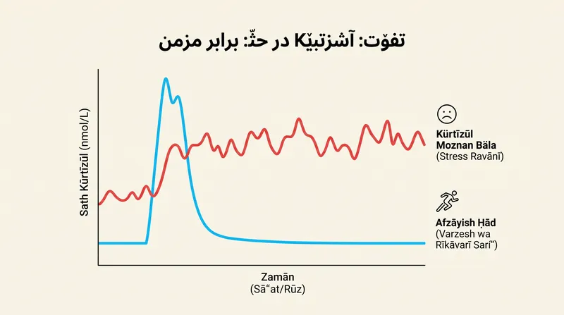 ورزش باعث افزایش سالم و موقت کورتیزول می‌شود که به دنبال آن ریکاوری سریع رخ می‌دهد، برخلاف افزایش پایدار ناشی از استرس روانی مزمن.