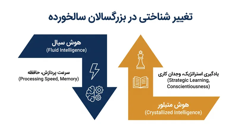 در حالی که هوش سیال ممکن است با افزایش سن کاهش یابد، یادگیری استراتژیک و تصمیم‌گیری با وجدان کاری اغلب بهبود می‌یابد.