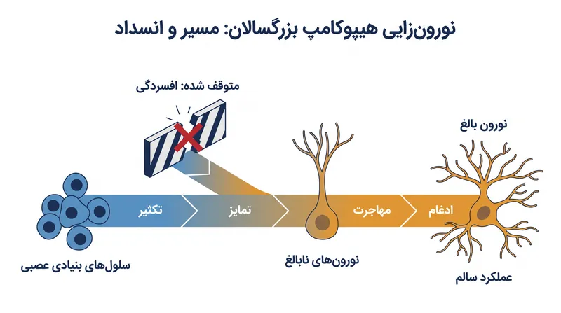 در اختلال افسردگی شدید، نورون‌های جدید شروع به تشکیل می‌کنند اما در رسیدن به بلوغ کامل شکست می‌خورند.
