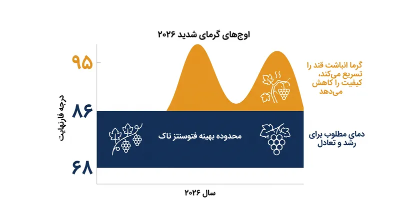 چگونه گرمای شدید تاک‌ها را از محدوده دمایی ایده‌آل فتوسنتز عبور می‌دهد و انباشت قند را تسریع می‌کند.