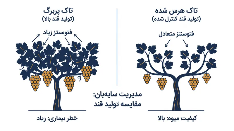 با هرس عمدی برگ‌ها، متخصصان تاک‌داری می‌توانند تولید قند تاک را کنترل کرده و رسیدن آن را به تأخیر اندازند.