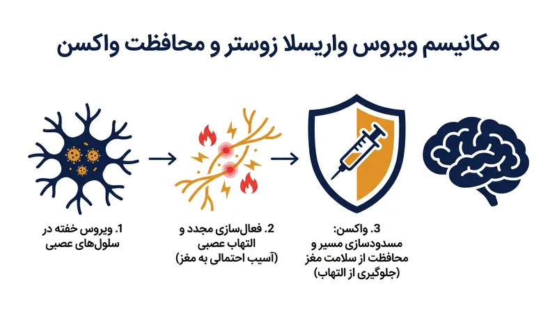 چگونه سرکوب فعال‌سازی مجدد ویروسی از التهاب عصبی پایین‌دستی جلوگیری می‌کند.