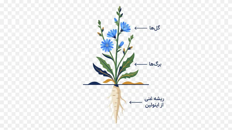گیاه کاسنی، اینولین، یک کربوهیدرات پری‌بیوتیک، را در ریشه اصلی ضخیم خود ذخیره می‌کند.
