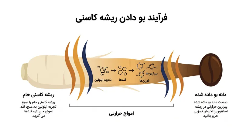 حرارت، کربوهیدرات‌های ریشه را به ترکیبات طعمی پیچیده و شبیه قهوه تبدیل می‌کند.