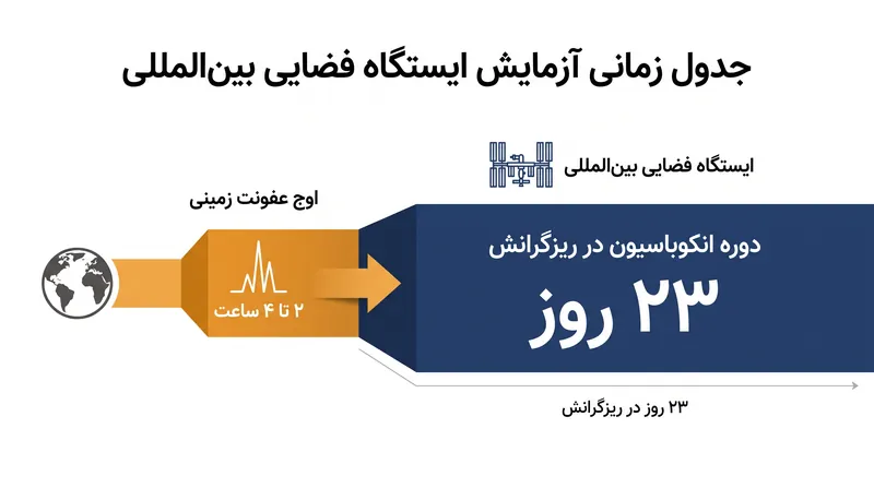 ریزگرانش اوج‌گیری عفونت اولیه فاژ را در مقایسه با نمونه‌های کنترل زمینی به شدت به تأخیر انداخت.