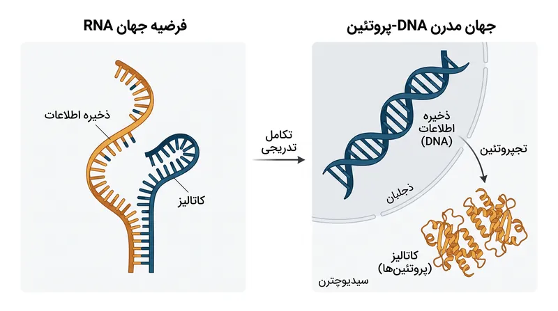 چگونه مولکول RNA با عملکرد دوگانه، شکاف بین شیمی و زیست‌شناسی را پر می‌کند.