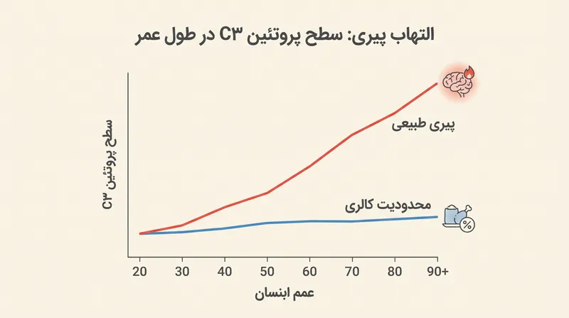 سطح پروتئین C3 به طور طبیعی با افزایش سن بالا می‌رود و التهاب مزمن را هدایت می‌کند، اما محدودیت کالری به حفظ سطوح پایه جوانی کمک می‌کند.