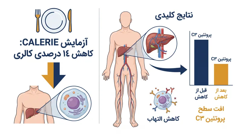 شرکت‌کنندگان در آزمایش CALERIE از طریق کنترل متوسط سهم غذا، به کاهش قابل توجهی در پروتئین التهابی C3 دست یافتند.