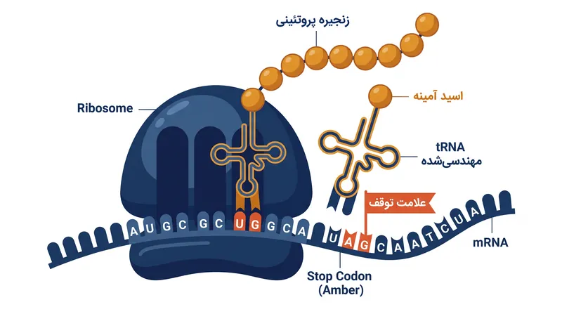 tRNA مهندسی‌شده مانند یک «غلط‌گیر» مولکولی عمل می‌کند و به سلول اجازه می‌دهد تا جهش‌های بی‌معنی را نادیده بگیرد و ساخت پروتئین‌های کامل را به پایان برساند.
