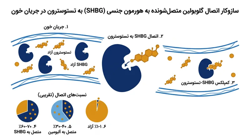 مصرف قهوه با افزایش سطح SHBG مرتبط است، پروتئینی که در دسترس بودن هورمون‌های جنسی در بدن را تنظیم می‌کند.