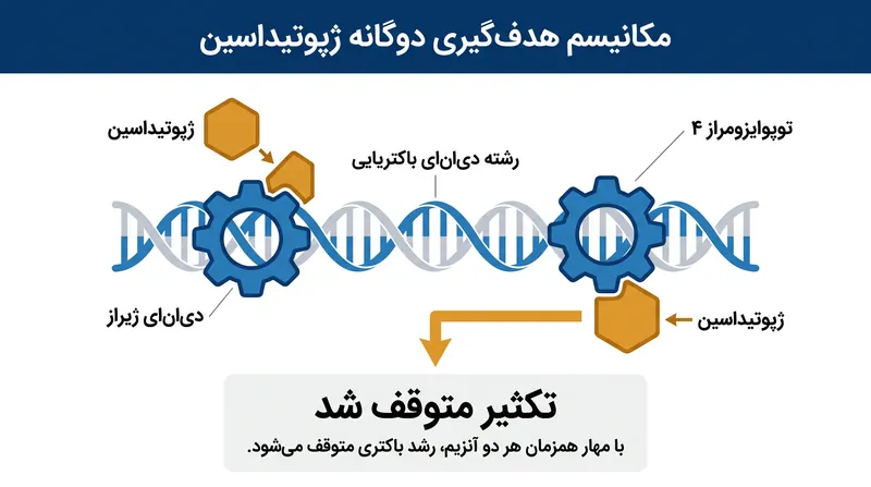 ژپوتیداسین به طور همزمان دو آنزیم باکتریایی مختلف را هدف قرار می‌دهد، که توسعه مقاومت توسط باکتری‌ها را از نظر ریاضی دشوار می‌سازد.