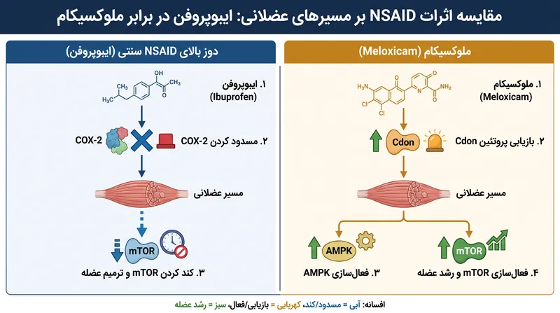 تفاوت فعال‌سازی مسیر توسط ملوکسیکام با داروهای ضدالتهاب سنتی که رشد عضلات را کند می‌کنند.