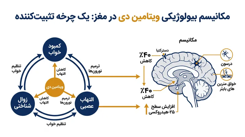گیرنده‌های ویتامین دی در مغز به تنظیم چرخه خواب و بیداری و تعدیل التهاب عصبی کمک می‌کنند و به طور بالقوه از شبکه‌های شناختی محافظت می‌نمایند.
