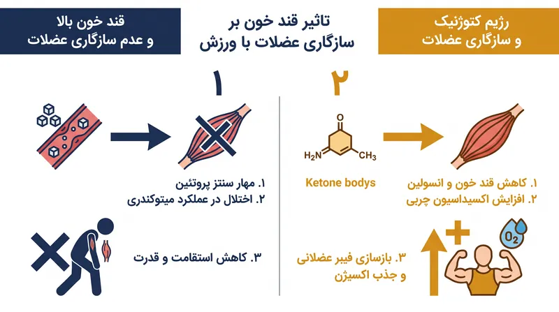 چگونه کنترل قند (گلایسمی) بر بازسازی عضلات در طول تمرینات هوازی تأثیر می‌گذارد.