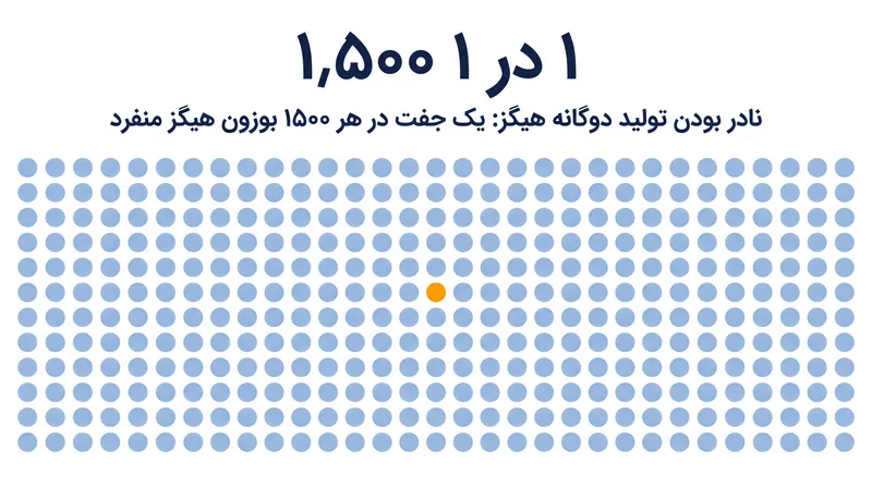 مدل استاندارد پیش‌بینی می‌کند که تنها یک جفت هیگز به ازای هر ۱٬۵۰۰ بوزون هیگز منفرد تولید می‌شود.