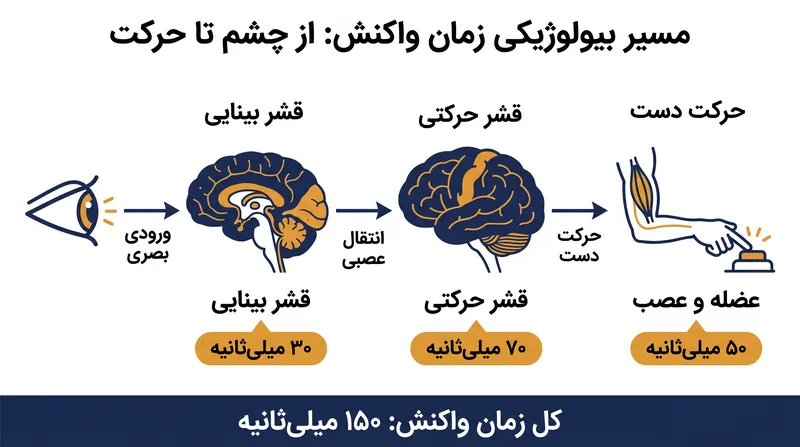 سقف سخت بیولوژیکی: چگونه محرک‌های بصری در سیستم عصبی انسان حرکت می‌کنند.