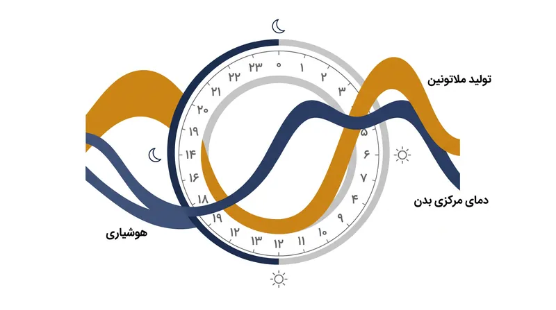 هسته سوپراکیاسماتیک یک چرخه پیچیده روزانه از هورمون‌ها و دما را تنظیم می‌کند که خواب و بیداری ما را دیکته می‌کند.