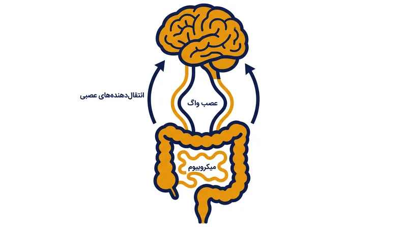 عصب واگ به عنوان مسیر فیزیکی اصلی برای سیگنال‌ها بین روده و مغز عمل می‌کند.