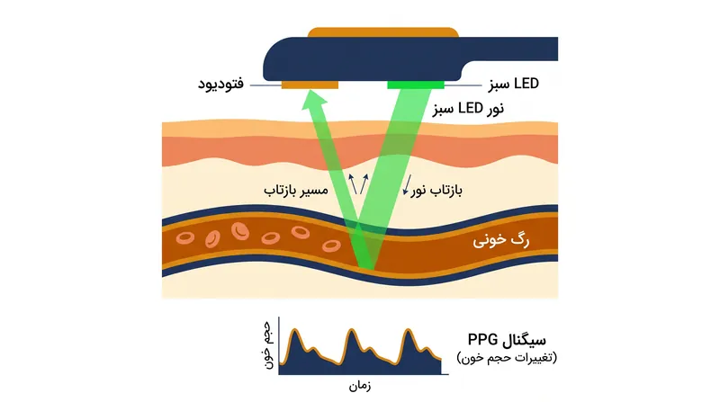 نحوه عملکرد PPG: نور توسط خون جذب می‌شود و باقیمانده بازتاب شده توسط یک فتودیود اندازه‌گیری می‌شود تا نبض محاسبه شود.