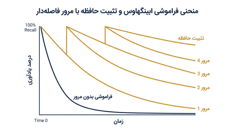 تمرین فاصله‌دار با وادار کردن مغز به تثبیت مجدد خاطرات درست زمانی که شروع به محو شدن می‌کنند، منحنی فراموشی را صاف می‌کند.