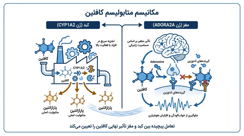 آنزیم CYP1A2 در کبد کافئین را از خون پاک می‌کند، در حالی که گیرنده‌های ADORA2A در مغز حساسیت شما را نسبت به اثرات محرک آن تعیین می‌کنند.