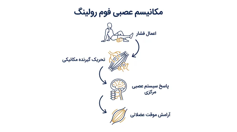 مسیر عصبی آزادسازی مایوفاشیال خودی.