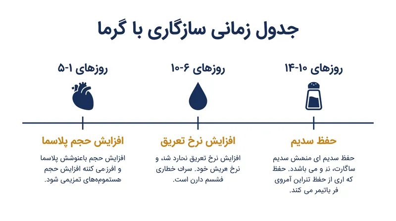 جدول زمانی فیزیولوژیکی تطبیق با گرما در فازهای متمایز و متوالی رخ می‌دهد.