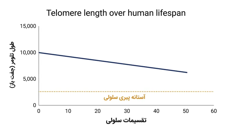یک سلول انسانی سالم تقریباً ۳۷.۵٪ از طول تلومر اولیه خود را قبل از رسیدن به حد هایفلیک و ورود به پیری سلولی مصرف می‌کند.