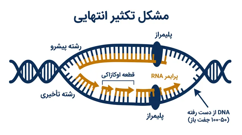 از آنجایی که DNA پلیمراز فقط می‌تواند در یک جهت کار کند، رشته تأخیری نمی‌تواند تا انتهای مطلق خود کپی شود و در نتیجه از دست دادن دائمی جفت باز رخ می‌دهد.