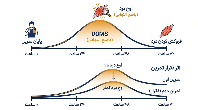 جدول زمانی DOMS و سازگاری محافظتی اثر تکرار تمرین.