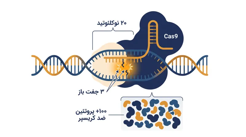 چگونه عدم تطابق بین RNA راهنما و توالی DNA منجر به ویرایش‌های ژنتیکی ناخواسته می‌شود.